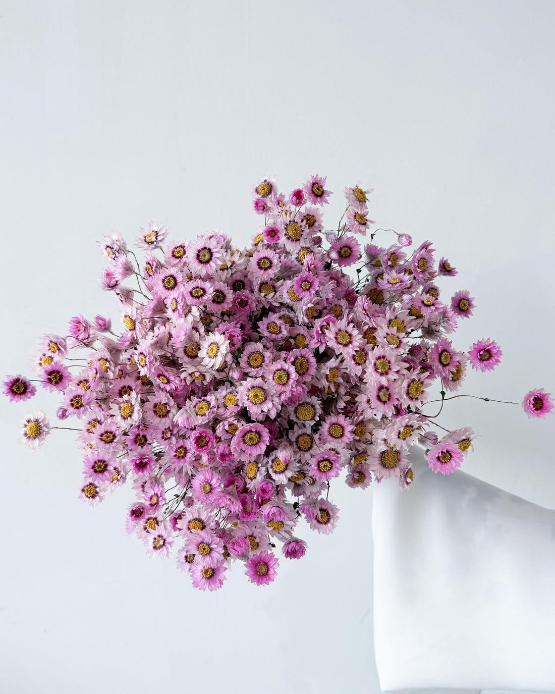 DRIED DAISIES BOUQUET | BLOSSOM