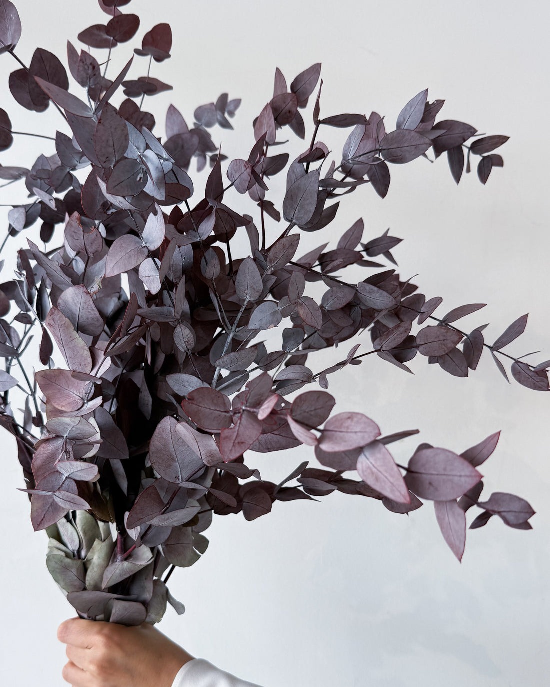 PRESERVED GUM | BURGUNDY