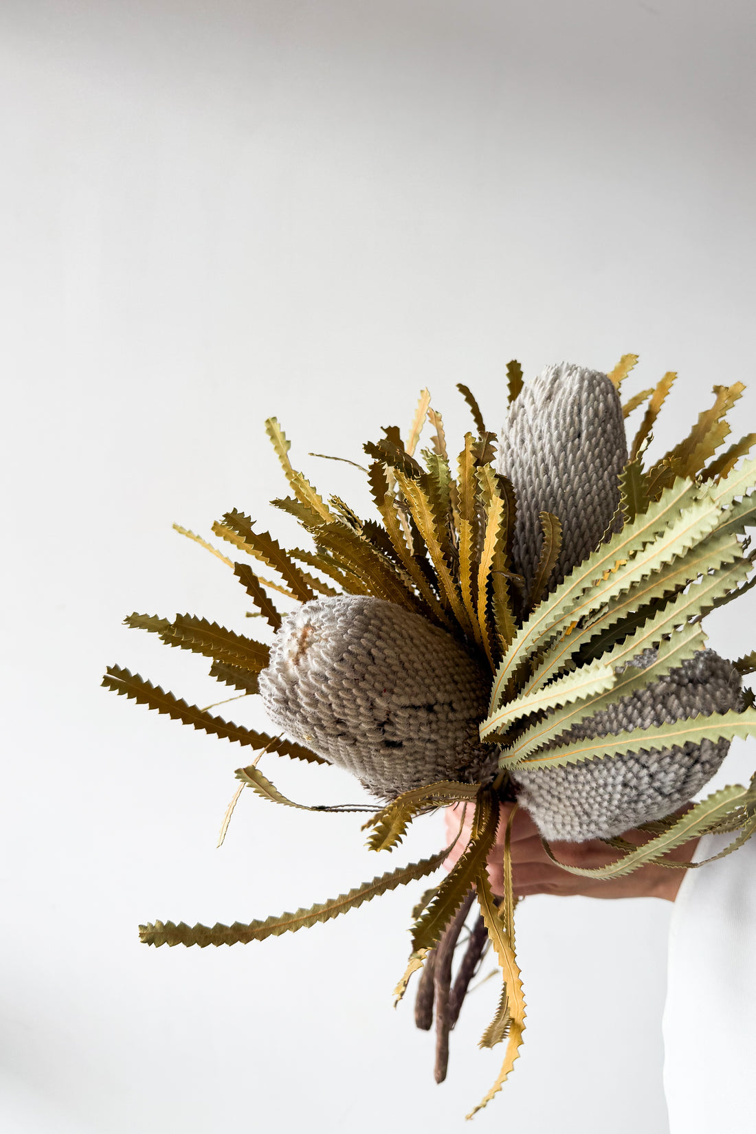 DRIED BANKSIA HOOKERIANA I NATURAL