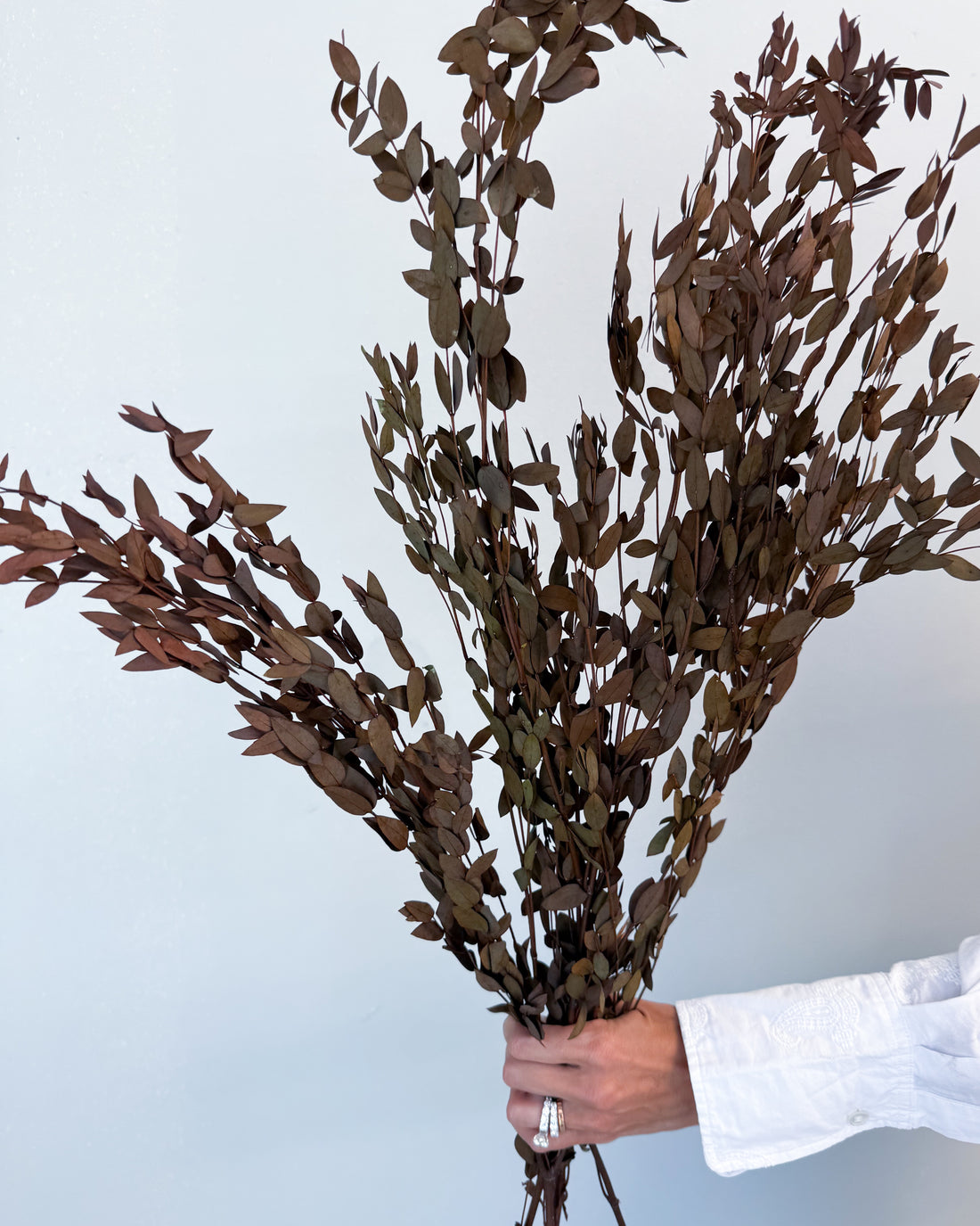 PRESERVED SMALL-LEAF GUM | DEEP NATURAL