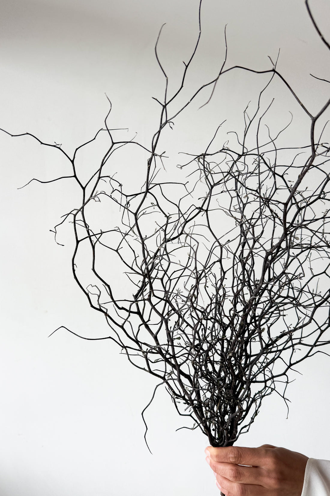 DRIED COROKIA