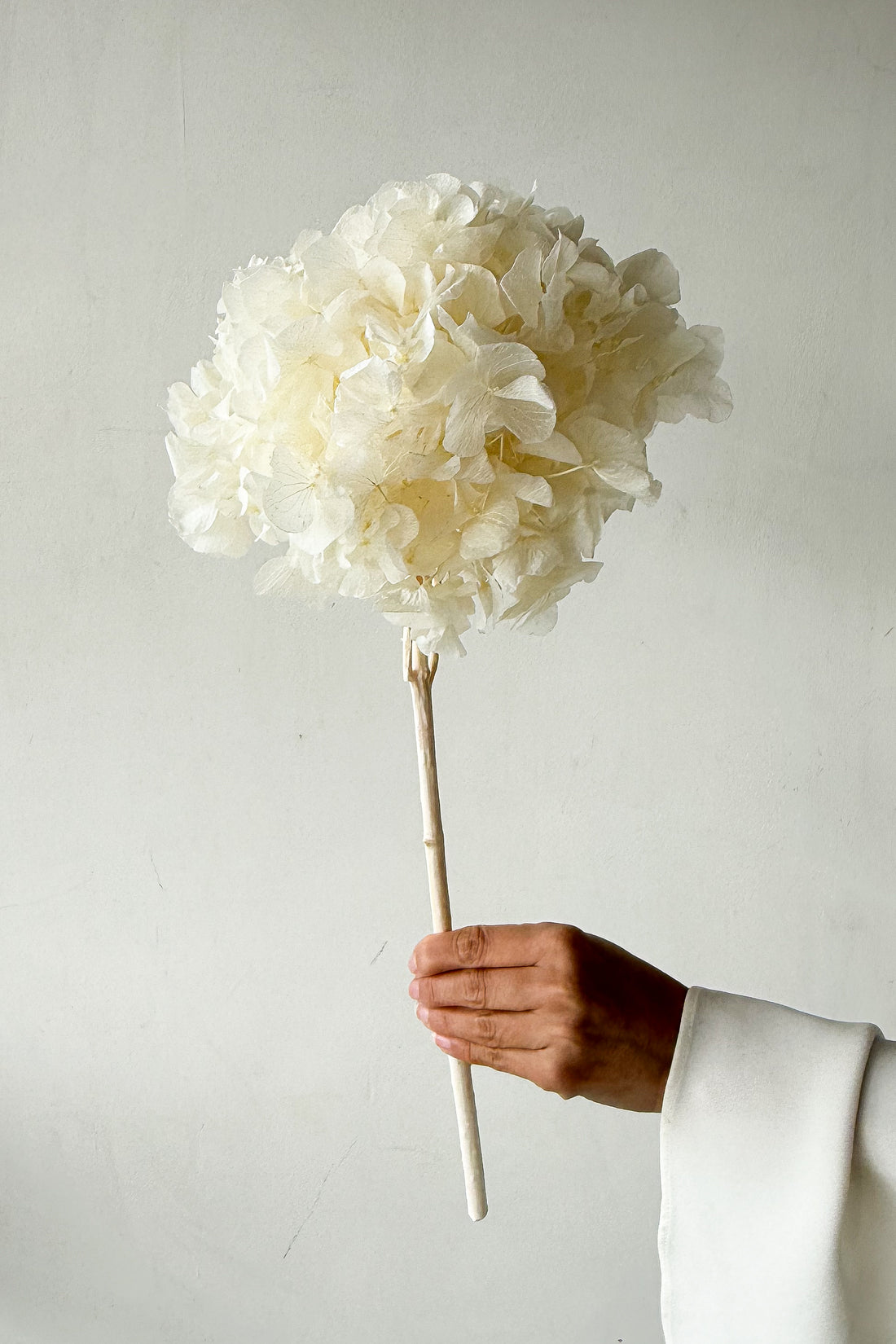 PRESERVED HYDRANGEA STEM I WHITE I LARGE-LEAF