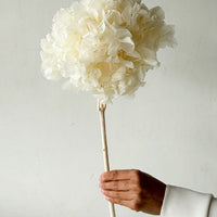 PRESERVED HYDRANGEA STEM I WHITE I LARGE-LEAF