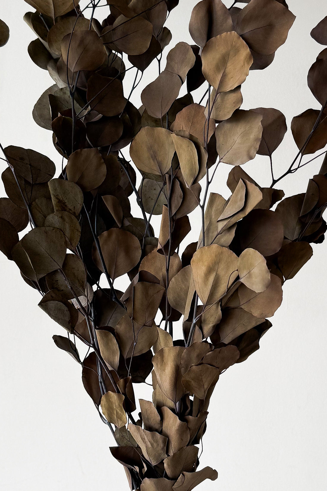 PRESERVED POLYGUM FOLIAGE | NATURAL