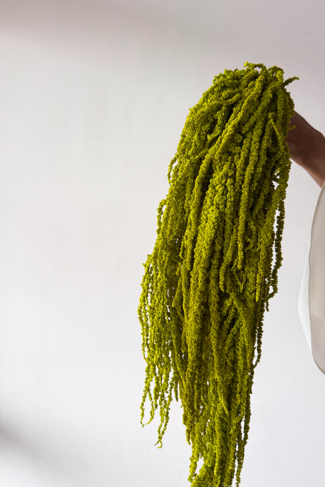 PRESERVED AMARANTHUS | LIGHT LIME GREEN