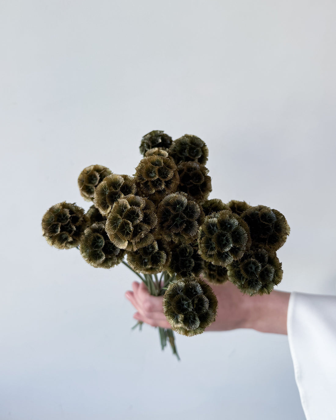 PRESERVED SCABIOSA | OLIVE GREEN