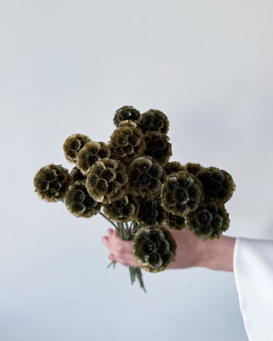 PRESERVED SCABIOSA | OLIVE GREEN
