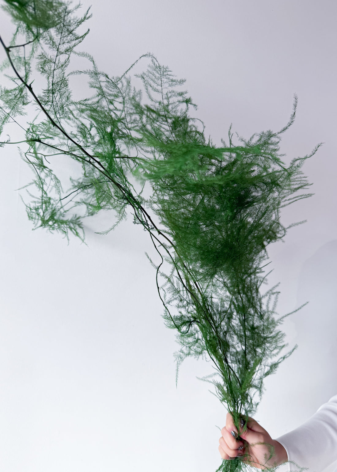 PRESERVED FINE FERN | GREEN