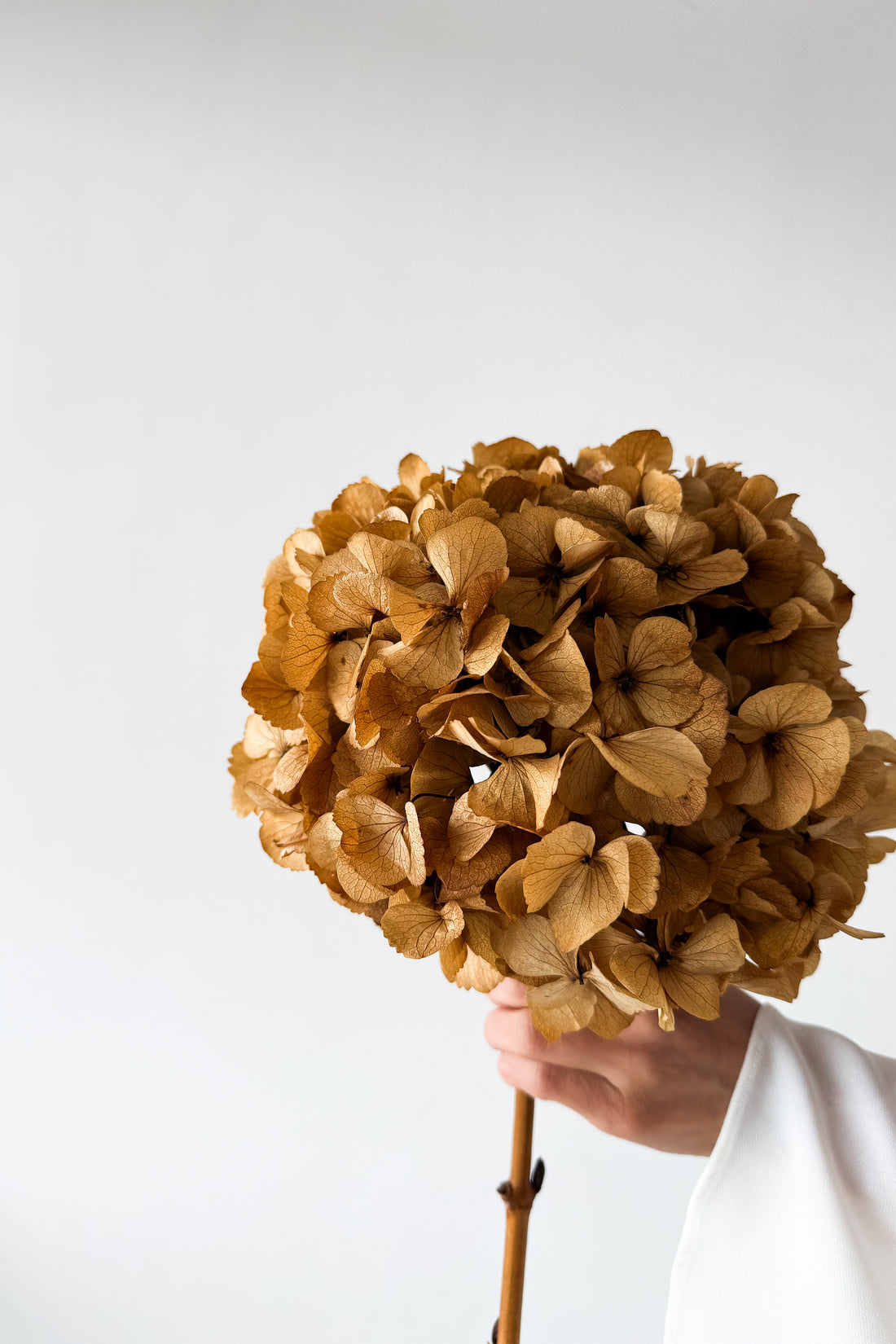PRESERVED HYDRANGEA STEM I NATURAL | LARGE-LEAF