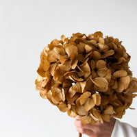 PRESERVED HYDRANGEA STEM I NATURAL | LARGE-LEAF
