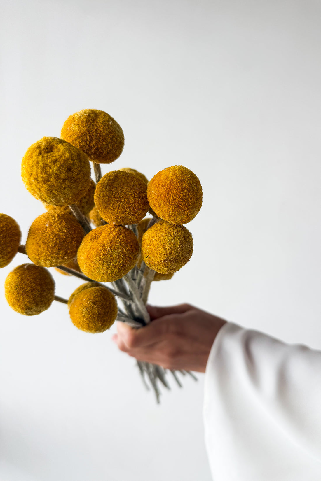 DRIED BILLY BUTTONS | NATURAL YELLOW