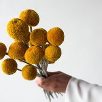 DRIED BILLY BUTTONS | NATURAL YELLOW