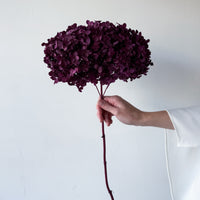 PRESERVED HYDRANGEA STEM I BURGUNDY I SMALL-LEAF