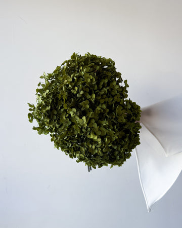 PRESERVED HYDRANGEA STEM | LIME GREEN | SMALL-LEAF