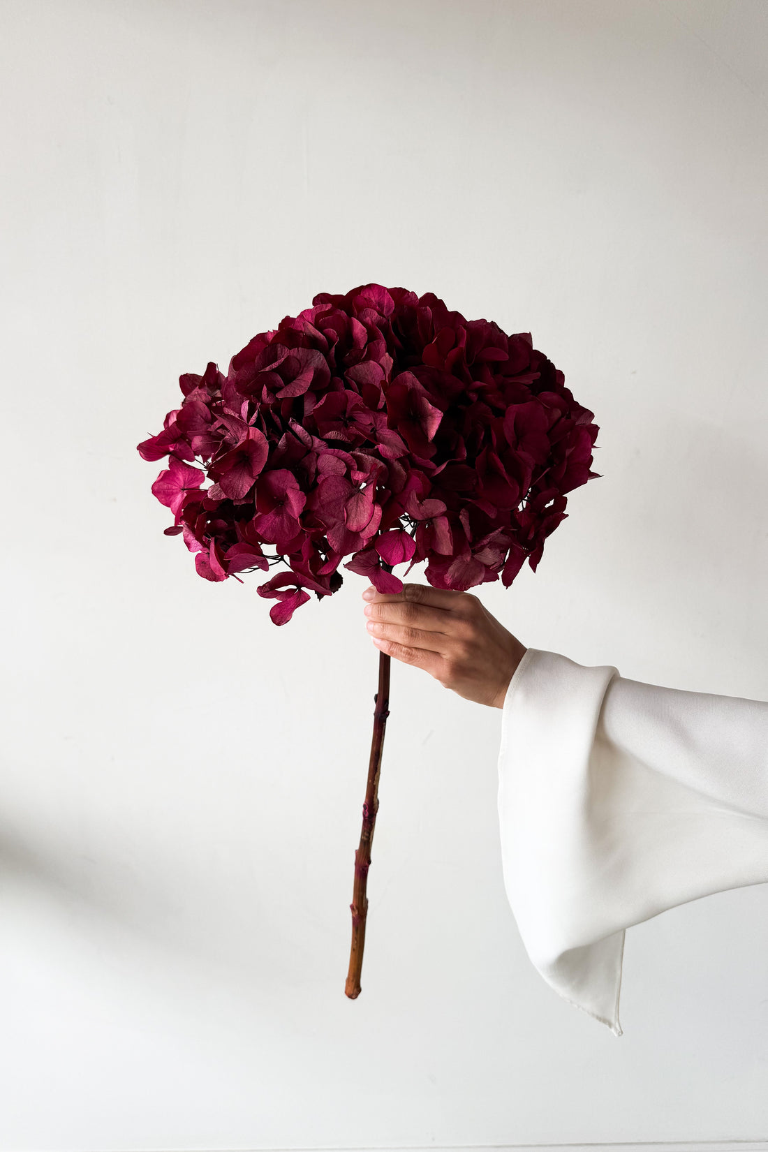 PRESERVED HYDRANGEA STEM I RASPBERRY I LARGE-LEAF