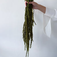 PRESERVED AMARANTHUS | OLIVE GREEN