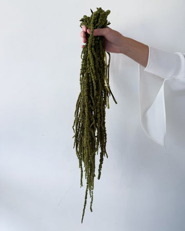 PRESERVED AMARANTHUS | OLIVE GREEN