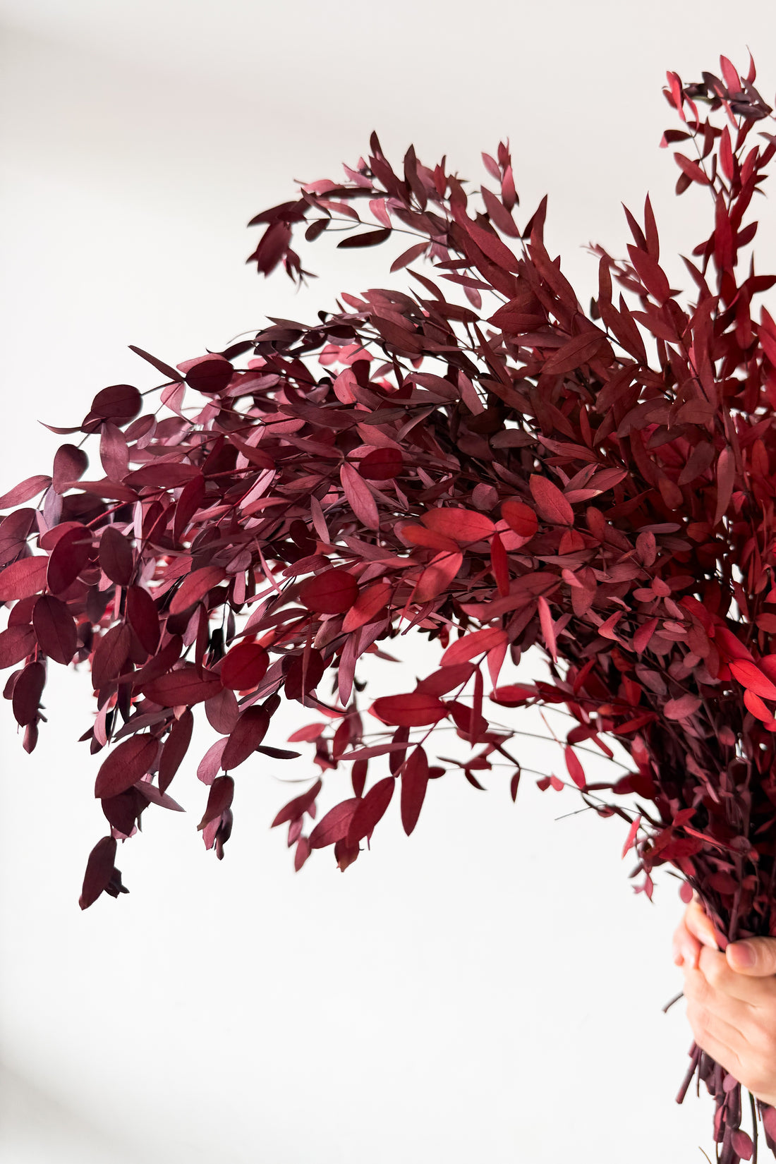 PRESERVED SMALL-LEAF GUM | MARONE-RED