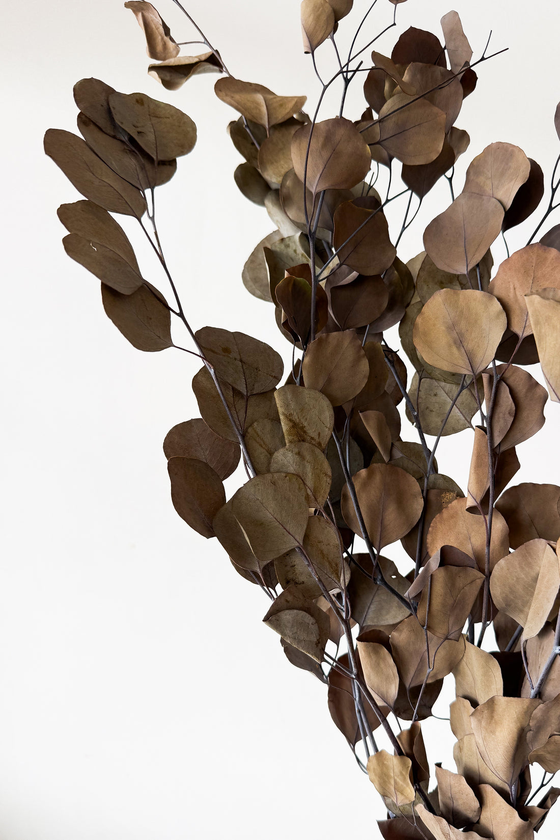 PRESERVED POLYGUM FOLIAGE | NATURAL