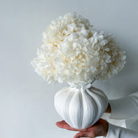 AURELIA PRESERVED WHITE HYDRANGEA IN WHITE VASE