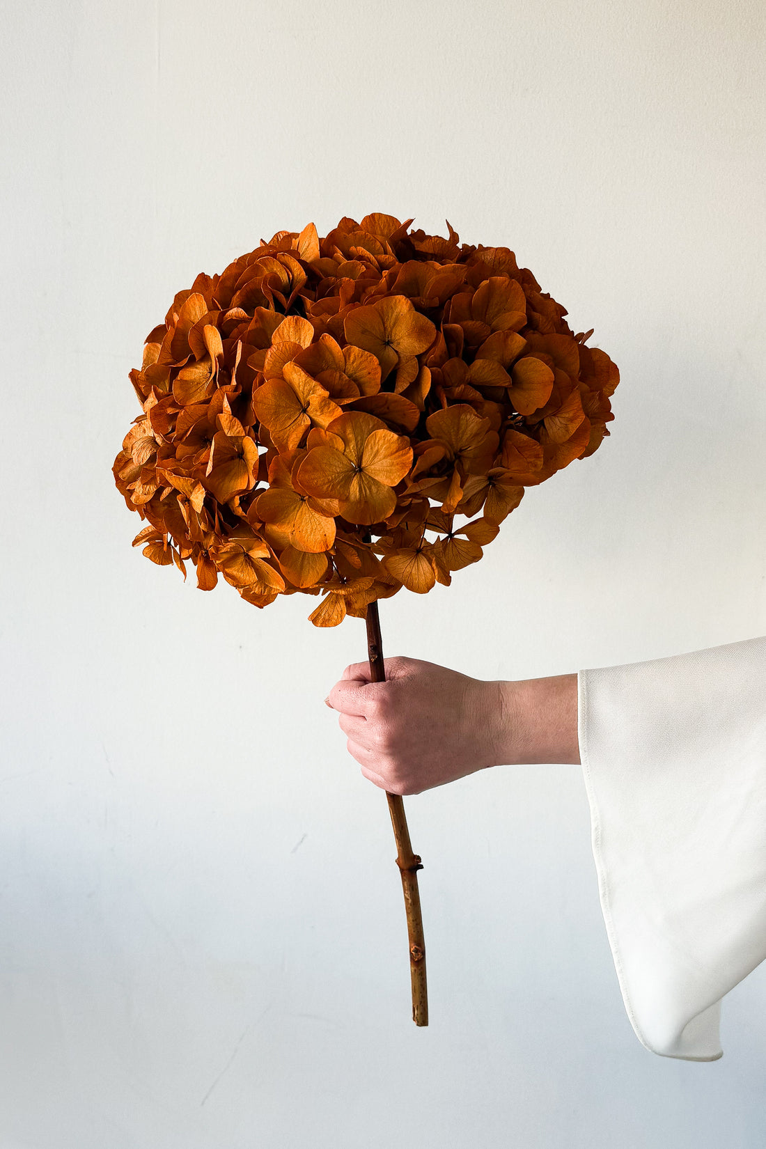 PRESERVED HYDRANGEA STEM I ORANGE I LARGE-LEAF