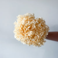 PRESERVED HYDRANGEA STEM I LIGHT APRICOT I LARGE-LEAF