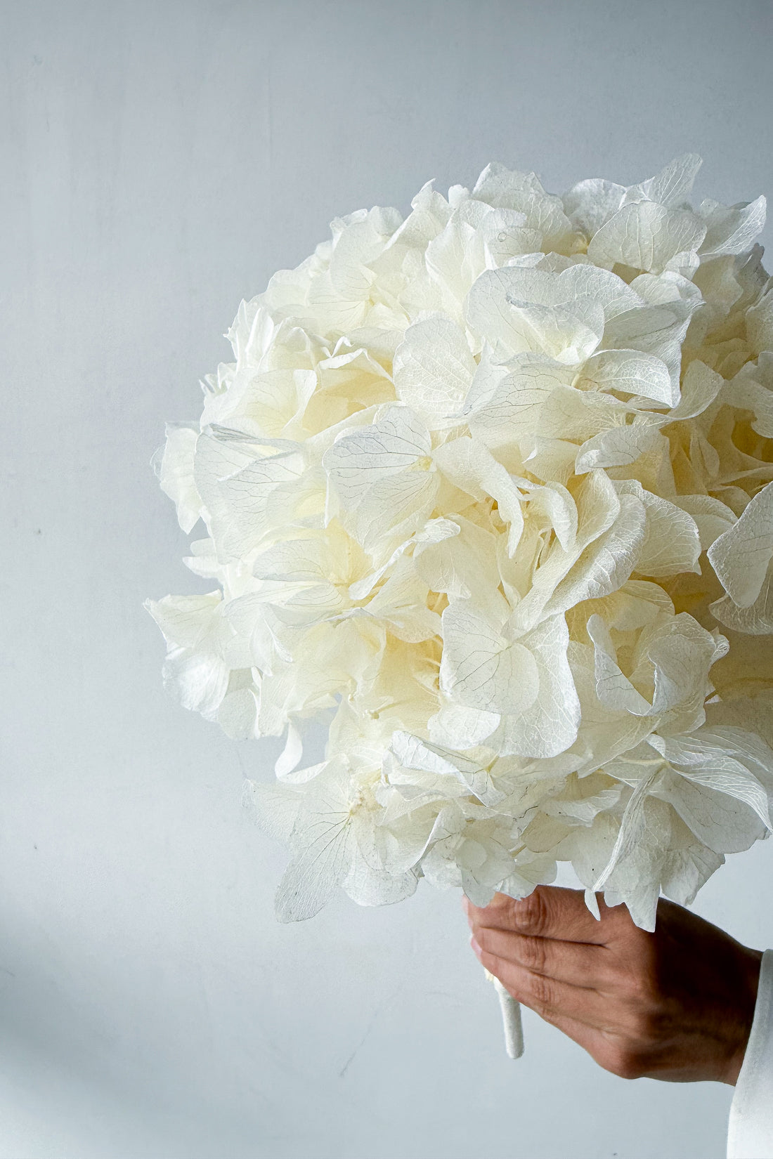 PRESERVED HYDRANGEA STEM I WHITE I LARGE-LEAF