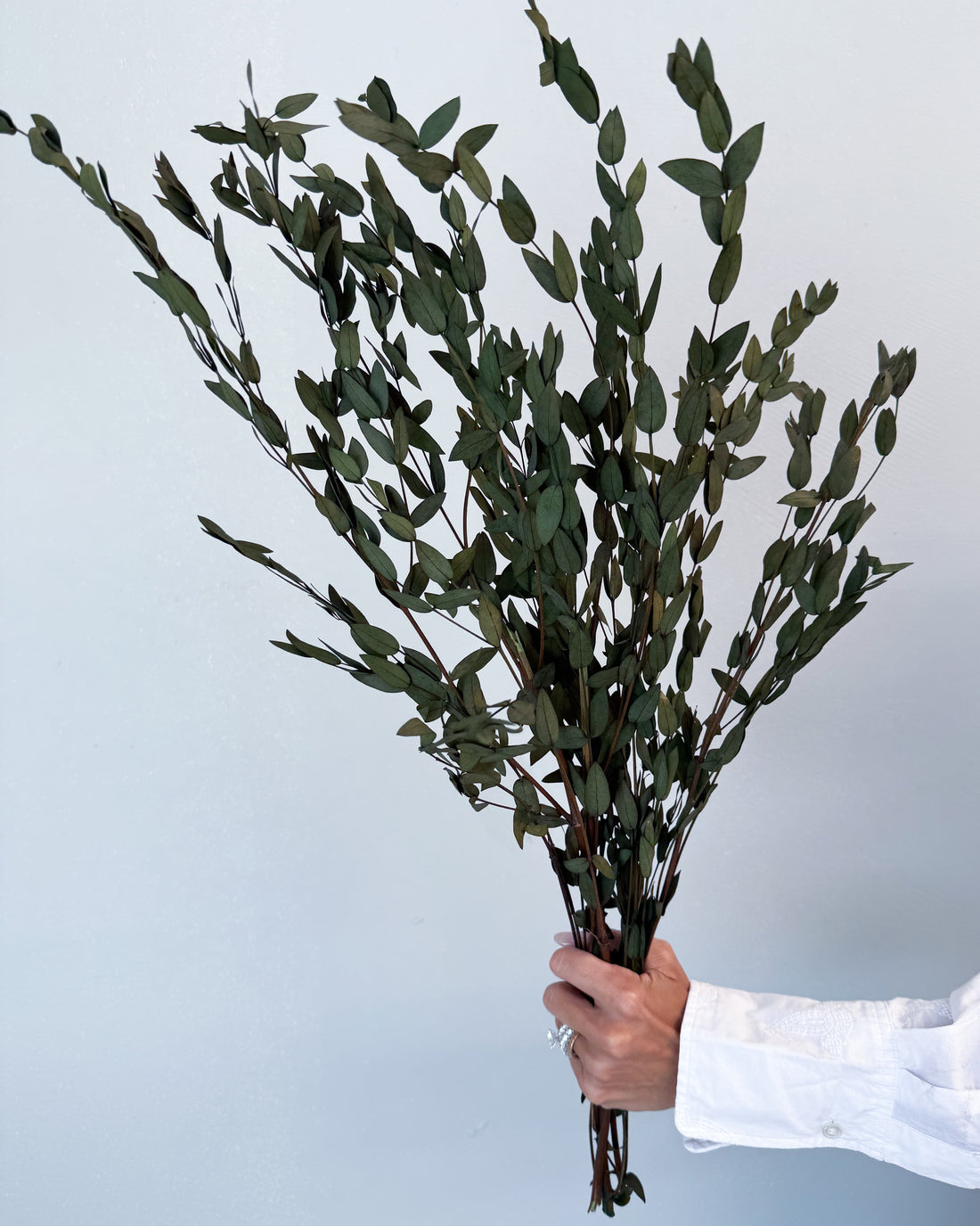 PRESERVED SMALL-LEAF GUM | OLIVE GREEN