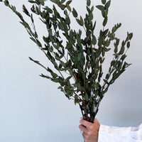 PRESERVED SMALL-LEAF GUM | OLIVE GREEN