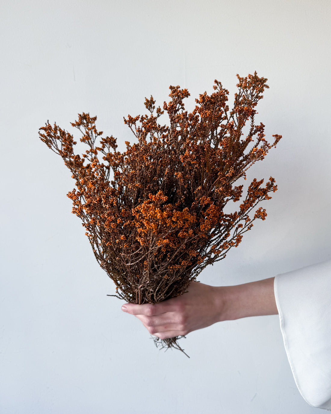 DRIED SCHOLTZIA | BURNT ORANGE