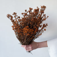 DRIED SCHOLTZIA | BURNT ORANGE