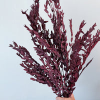PRESERVED SMALL-LEAF GUM | MARONE