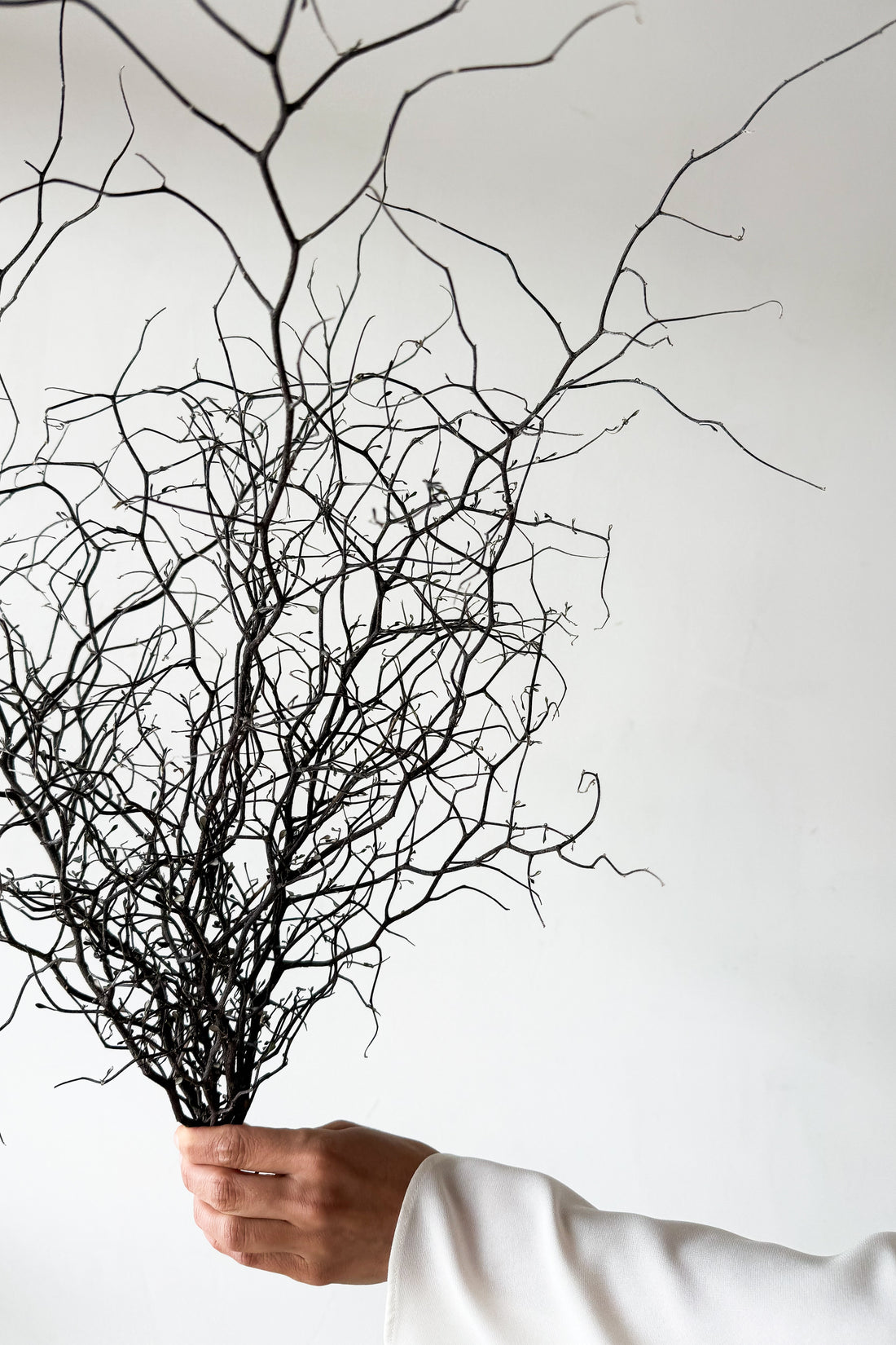 DRIED COROKIA