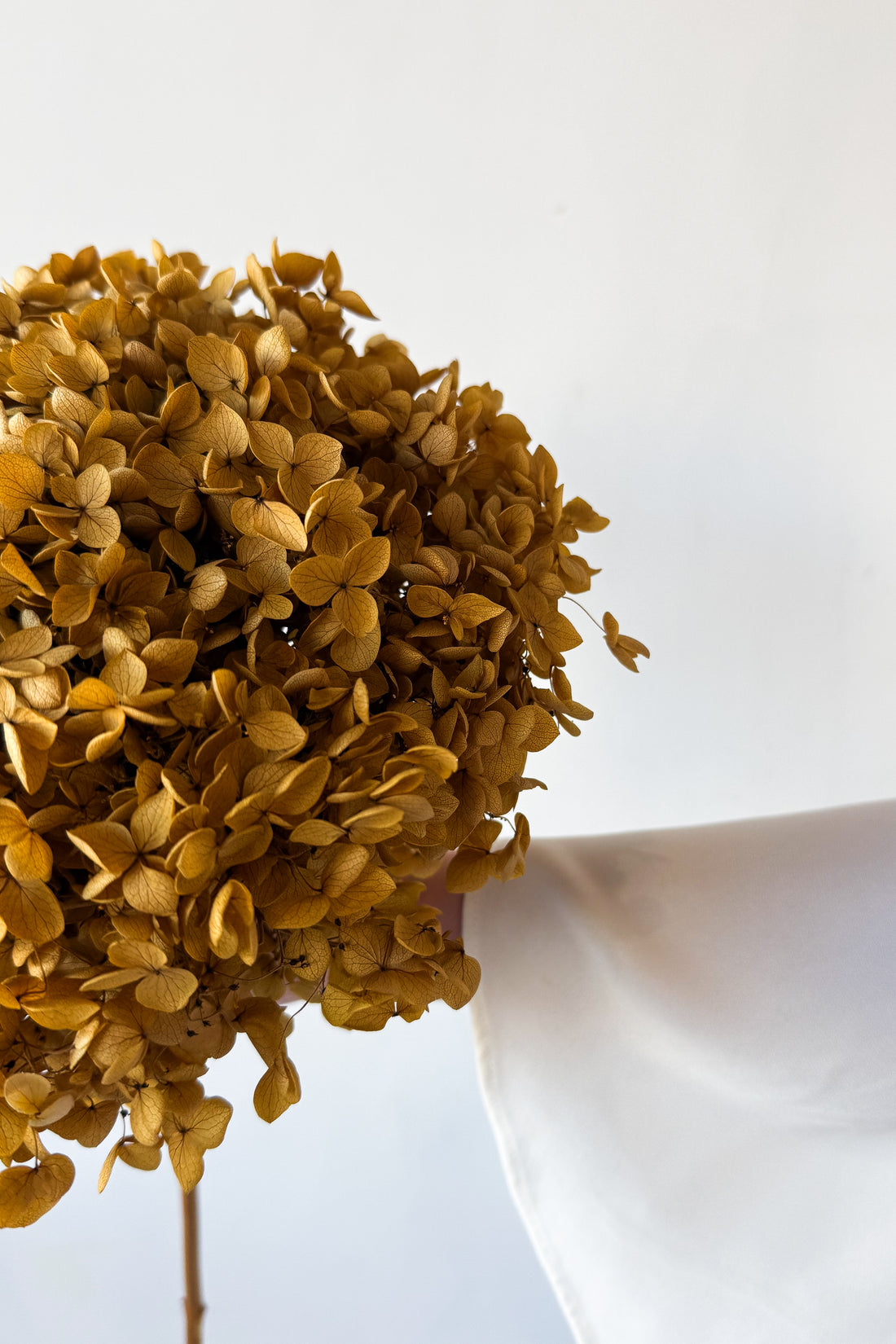 PRESERVED HYDRANGEA STEM | NATURAL | SMALL-LEAF