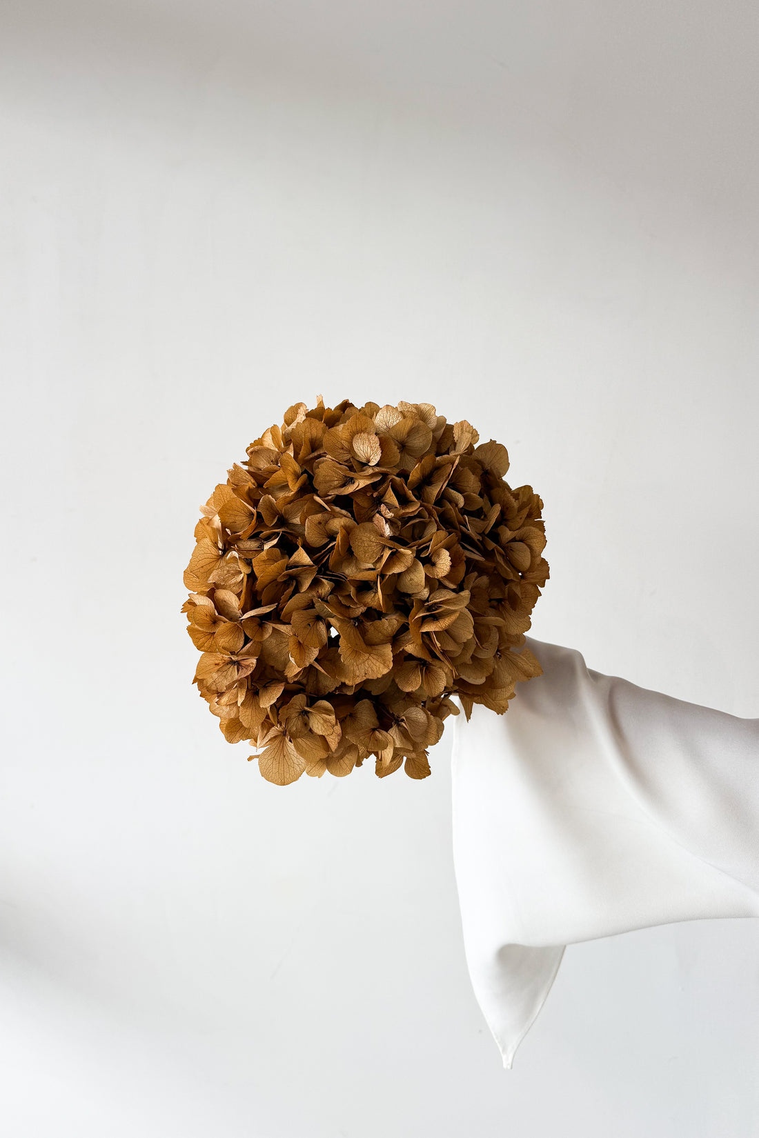 PRESERVED HYDRANGEA STEM I NATURAL | LARGE-LEAF