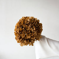 PRESERVED HYDRANGEA STEM I NATURAL | LARGE-LEAF