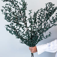 PRESERVED SMALL-LEAF GUM | DEEP SEA GREEN