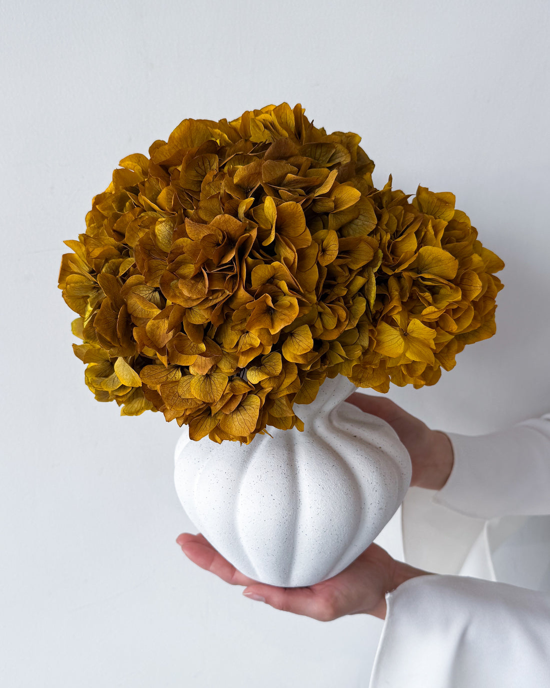 AURELIA PRESERVED AUTUMN HYDRANGEA IN WHITE VASE