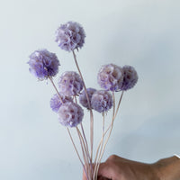 PRESERVED SCABIOSA | LILAC