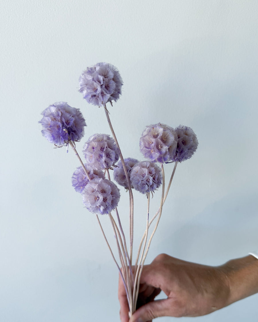 PRESERVED SCABIOSA | LILAC