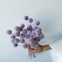 PRESERVED SCABIOSA | LILAC