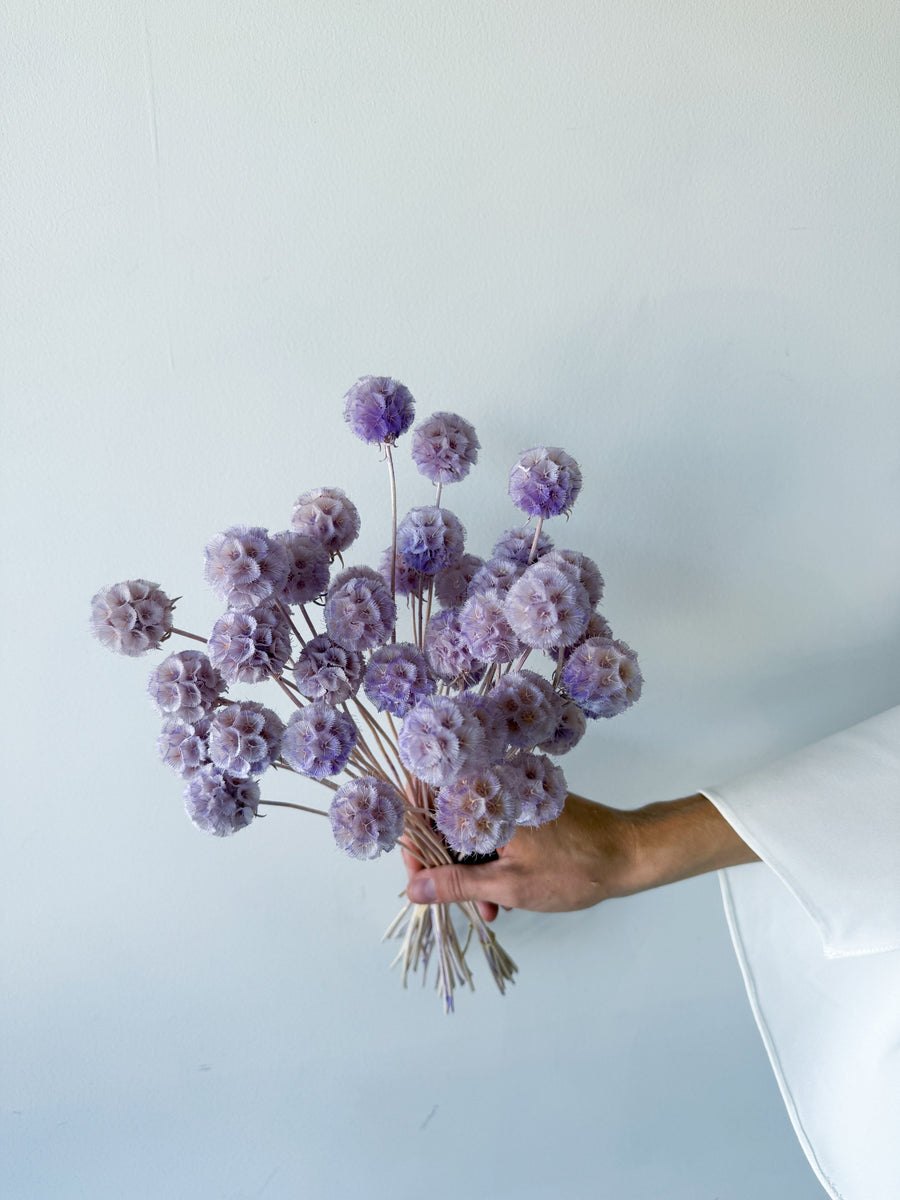 PRESERVED SCABIOSA | LILAC