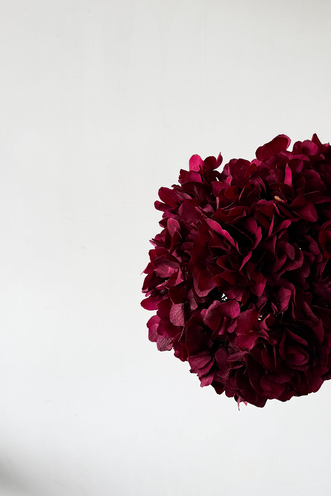 PRESERVED HYDRANGEA STEM I RASPBERRY I LARGE-LEAF
