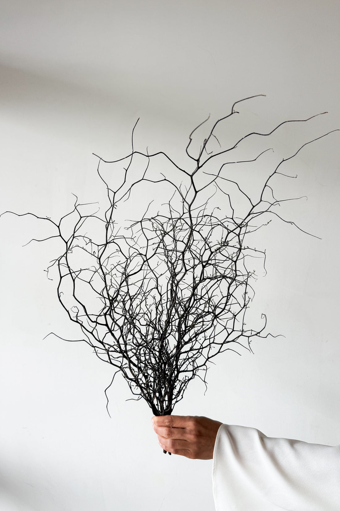 DRIED COROKIA