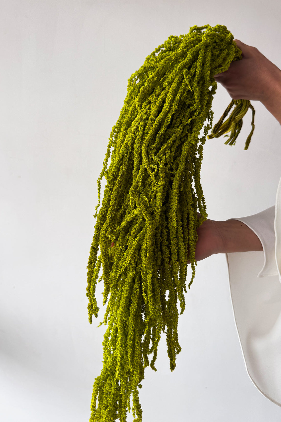 PRESERVED AMARANTHUS | LIGHT LIME GREEN