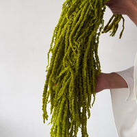 PRESERVED AMARANTHUS | LIGHT LIME GREEN