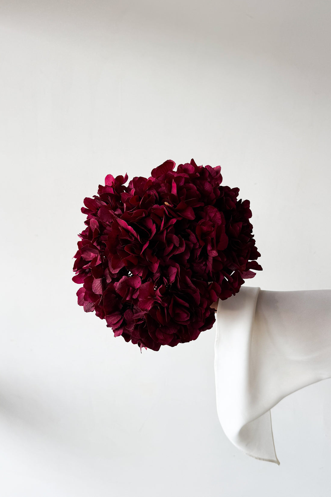 PRESERVED HYDRANGEA STEM I RASPBERRY I LARGE-LEAF