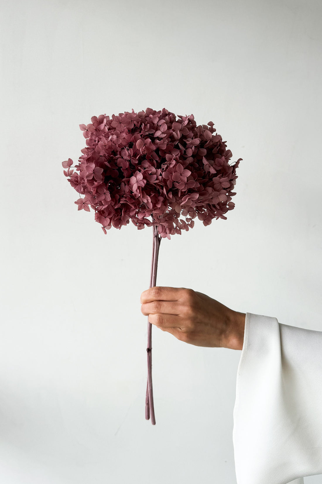 PRESERVED HYDRANGEA STEM I DEEP BLUSH | SMALL-LEAF