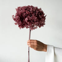 PRESERVED HYDRANGEA STEM I DEEP BLUSH | SMALL-LEAF
