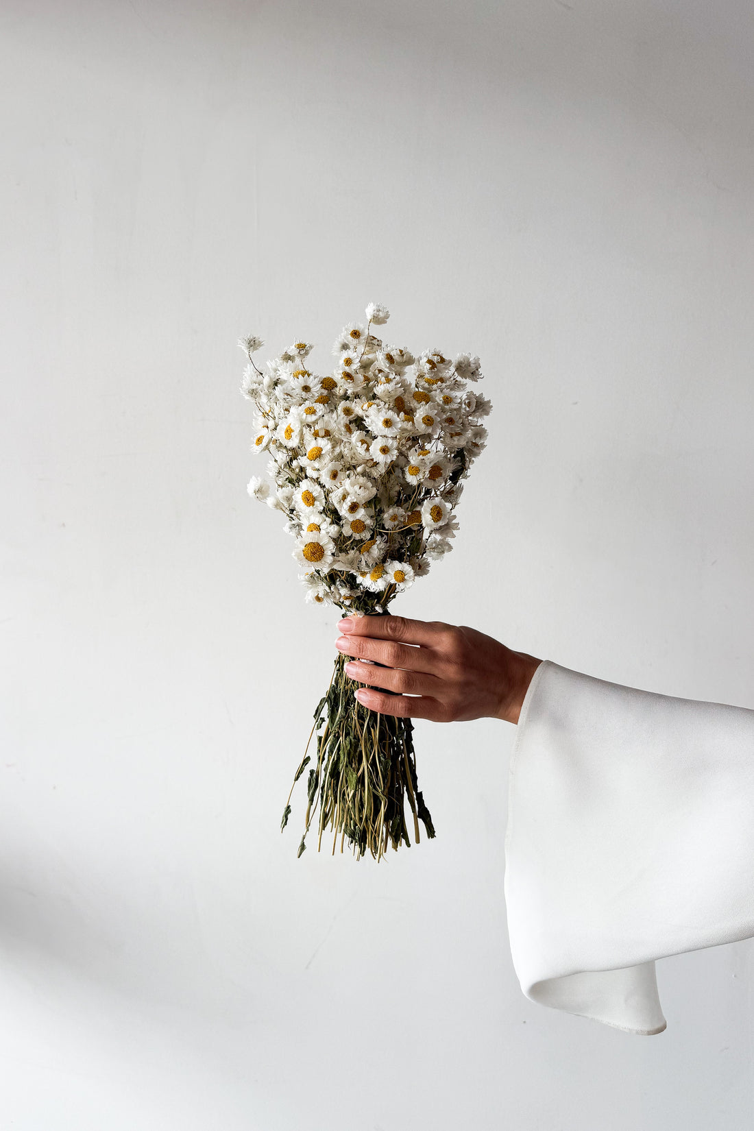 DRIED DAISIES